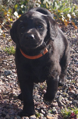 R-Kull 6 weeks